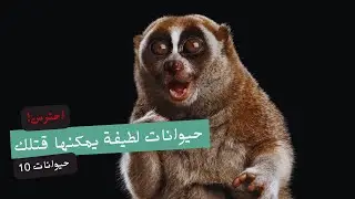 احترس! 10حيوانات لطيفة يمكنها قتلك. #cute #حيوانات #animals