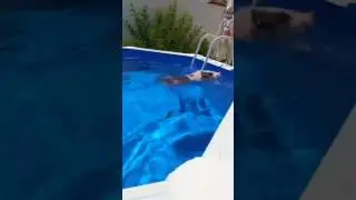 Nano el cerdito dándose un bañito en la piscina 😂😂😂😂😂