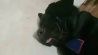 Ye hai Oxy Chaser ki behen full in dream#shortvideo #ytshorts #animals  #dog #viral #love#labrador #