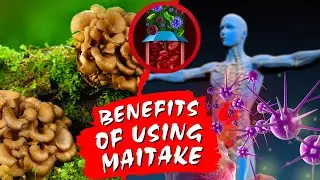 Maitake Mushroom | 7 Health Benefits Explained | Just Mushrooms