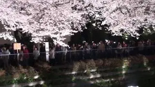2010 野川桜ライトアップ