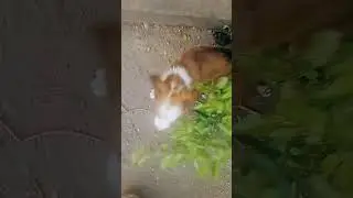мой персик сигма крутой #нерофл