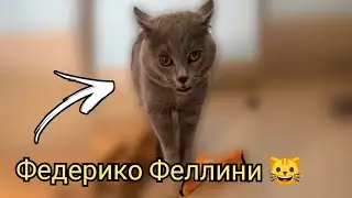 Коты поют 
