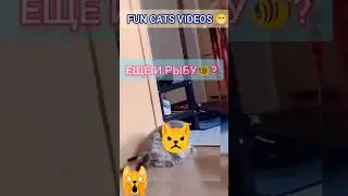 Эй, Ты Что там #Жрешь без Меня - Самые #Ржачные Видосики с Котами Top #Fun #Shorts Cats 2023