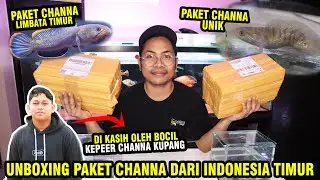 CHANNA PACKAGE FROM EAST INDONESIAN BOCIL! UNIQUE AND CUISINE CHANNA