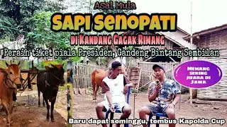 Asal mula sapi SENOPATI di Kandang Gagak Rimang || Memang Sapi Juara