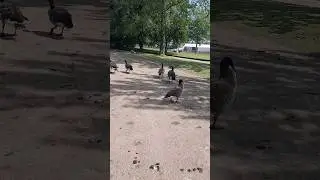 Ducks in park#2024 #viralshorts #fyp #foryou #park #uk
