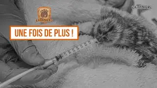 Une fois de plus ! 🐒💔