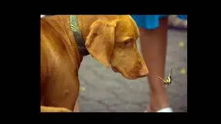 Perfectly timed Photos (animals)