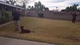 Dual purpose Kanela alerting on TNT with decoy in search area