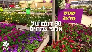 משתלת נירוונה - שתילים במתנה