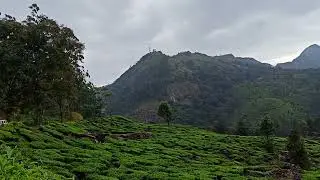 Munnar tea estate #munnar #kerala #kochi #tourism #mallu #travelvlog