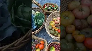 HUGE harvest! #harvest #harvesttime #gardenharvest #growyourownfood #homegrown #garden #urbanfarming