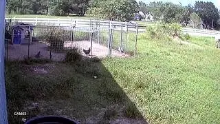 A Dog Killed Another One Of Our Chickens