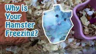 Why is your hamster freezing?