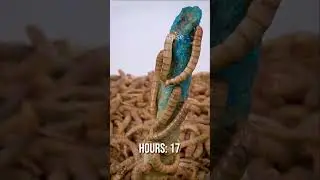 Worms eating blue takis