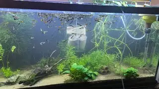 Lepistes Tanklarımın ve Sistemimin Tanıtımı (Yüzlerce Lepistes)