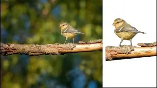Inkscape | Mehrere Teile ausschneiden | Neuen Hintergrund einfügen