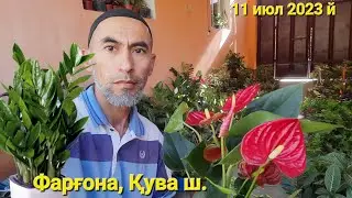 Қува гуллари нархлари. 11 июл 2023 й