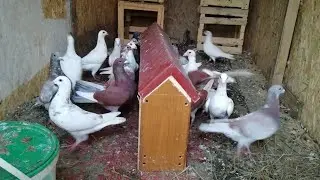 Завёл почтовых 
