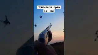 вот это славная охота! #охота #дикаяприрода #хорошо #полезно