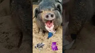 Funny Vfx video