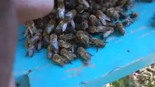 Пчелы выгоняют трутней из улья .