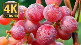 Grape in 4K video