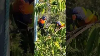 Munching my Panama berries. They are lucky to be so cute 😍