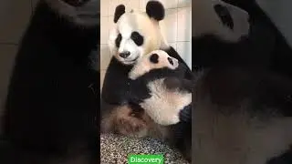 Mother's Love 💝🐼💯 #shorts #trending #discovery #panda #pandashort #pandavideo