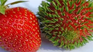 Что происходит, когда фрукты и овощи начинают прорастать раньше времени