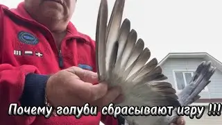 Почему голуби сбрасывают игру !!!