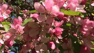 розовое цветение весна