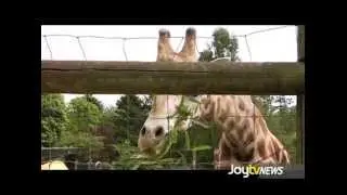 JoytvNews - Wildlife Preservation