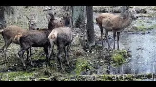 Дикие олени на фотоловушку в лесу