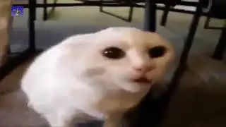 Нарезка  про котов и кошек