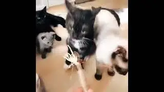 Натуральная игрушка для кошек