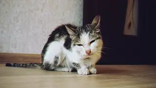Спасение котика с раной на шее. Реакции кота на наш приезд / SANI day