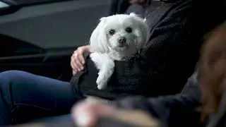 Rosie's Daydream - Collab with UGA Broadcast Department
