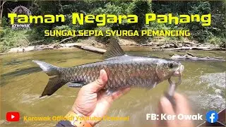 Meyelesuri Sungai Sepia Taman Negara Pahang