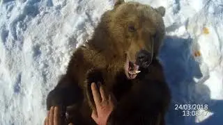 Как осмотреть зубы у медведя?