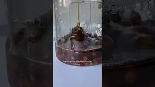 HOMEMADE WINE FROM GRAPES AND HONEY