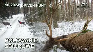Wild Game DRIVEN Hunt in Poland | 2024