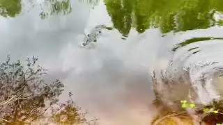 Щука на жерлицу. Красота 🤗