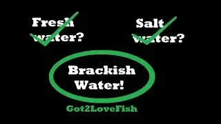 Setting Up a Brackish Water Tank plus Unboxing!