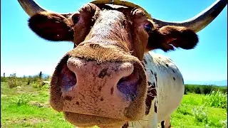 BOI BERRANDO | SOM DE VACA | SOM DE BOI | TOURO BERRANDO | BOI MUGINDO | VACA MUGINDO - SOUND OF COW
