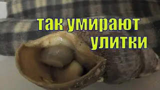 КАК УМИРАЮТ УЛИТКИ