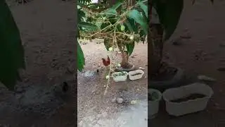 Nagka bunga din Ang aking mangang Kalabaw.
