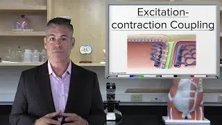 Excitation-Contraction Coupling