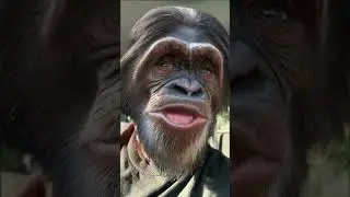 GOT YOU (WHERE I WANT YOU) #theflys #gotyou #iwantyou #music #song #whatsyourfavorite #chimpanzee